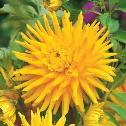 Dahlia Cactus Yellow - čebulica / gomolj / koren