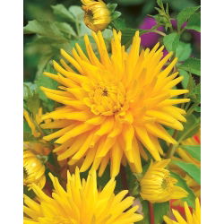 Dahlia Cactus Yellow - čebulica / gomolj / koren
