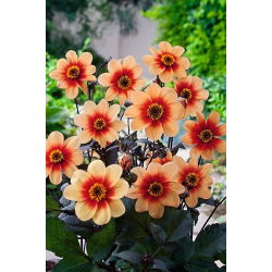 Dália - Sunshine - Dahlia