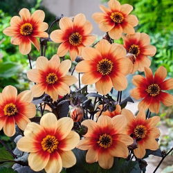 Dália - Sunshine - Dahlia