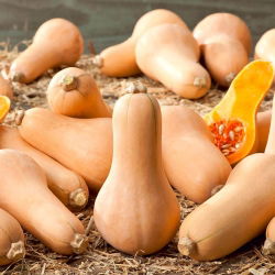Тыква мускатная - Waltham Butternut - 27 семена - Cucurbita moschata