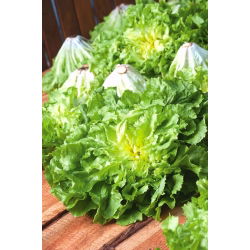 Endive "Full Heart Blonde" -  Cichorium endyvia Bionda a Cuore Pieno  - sjemenke
