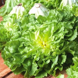 Endive "Full Heart Blonde" -  Cichorium endyvia Bionda a Cuore Pieno  - sjemenke