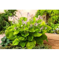 Hosta, Plantain Lily Sum ve Madde - ampul / yumru / kök