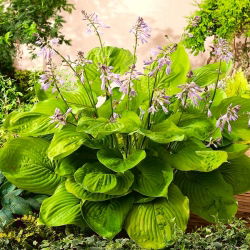 Hosta, Plantain Lily Sum ve Madde - ampul / yumru / kök