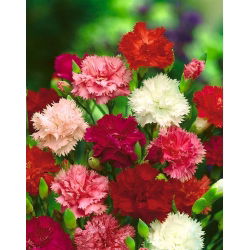Craveiro - Chabaud - mix - 250 sementes - Dianthus caryophyllus Chabaud