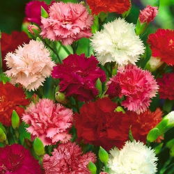 Craveiro - Chabaud - mix - 250 sementes - Dianthus caryophyllus Chabaud