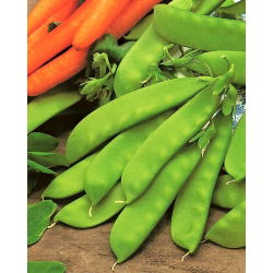 Pisello - saccharatum - Oregon Sugar Pod - 200 semi - Pisum sativum var. saccharatum