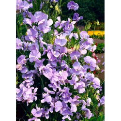 Guisante de olor - Hrabina Cadogan - 22 semillas - Lathyrus odoratus