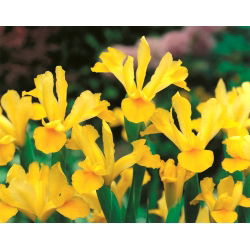 Lis (Iris × hollandica) - Golden Harvest - pakket van 10 stuks