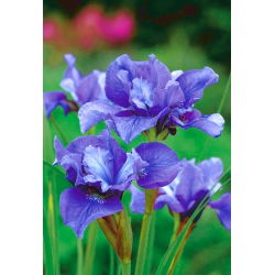 Siberische iris - Concord Crush - Iris sibirica