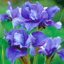 Siberische iris - Concord Crush - Iris sibirica