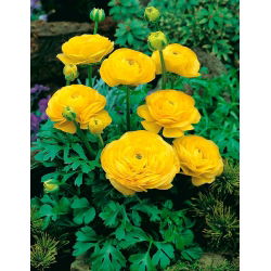 Ranunkelsläktet - gul - paket med 10 stycken - Ranunculus