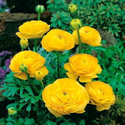 Ranunkelsläktet - gul - paket med 10 stycken - Ranunculus