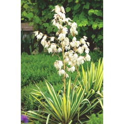 Trævlet palmelilje - Golden Sword - Yucca Filamentosa