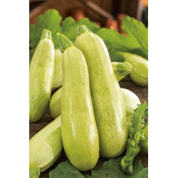 Кістковий мозок "Ванда"; cucurbit - Cucurbita pepo  - насіння