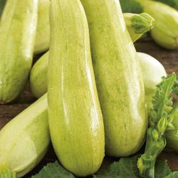 Кістковий мозок "Ванда"; cucurbit - Cucurbita pepo  - насіння
