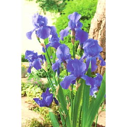 Iris germanica Blue - bebawang / umbi / akar