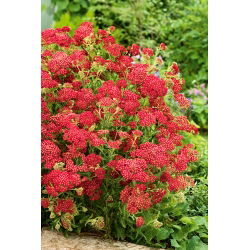 Spoločný rebrík - Paprika - červená - Achillea millefolium
