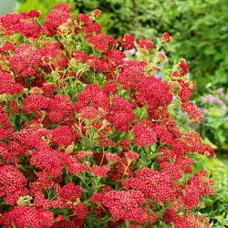 Spoločný rebrík - Paprika - červená - Achillea millefolium