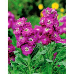Cổ phiếu Hoary "Varsovia Kama" - màu hồng; hoa gilly - Matthiola incana annua - hạt