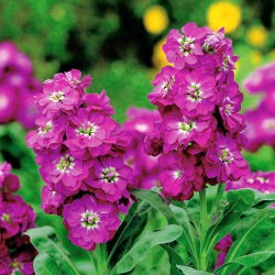 Cổ phiếu Hoary "Varsovia Kama" - màu hồng; hoa gilly - Matthiola incana annua - hạt
