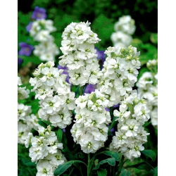 Cổ phiếu Hoary "Varsovia Mera" - màu trắng; hoa gilly - Matthiola incana annua - hạt