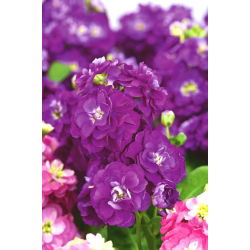 Cổ phiếu Hoary "Varsovia Rena" - rau dền tím; hoa gilly - Matthiola incana annua - hạt