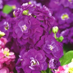 Cổ phiếu Hoary "Varsovia Rena" - rau dền tím; hoa gilly - Matthiola incana annua - hạt