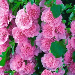 Stockros - Pink - rosa - Althaea rosea