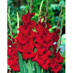 Gladiolus Merah XXL - 5 bebawang