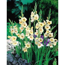 Gladiolus Halley - 5 bebawang