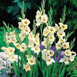 Gladiolus Halley - 5 bebawang