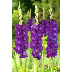 Glayöl Mor Flora - 5 ampul - Gladiolus