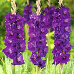 Glayöl Mor Flora - 5 ampul - Gladiolus