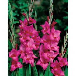 Gladiolus Pink XXL - 5 bebawang