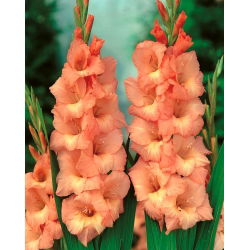 Gladiolus Spic dan Span - 5 bebawang - Gladiolus Spic and Span