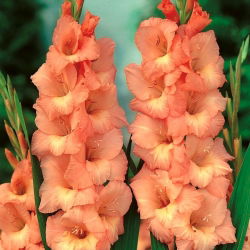 Gladiolus Spic dan Span - 5 bebawang - Gladiolus Spic and Span