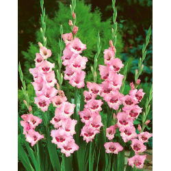 Gladiolus Wain & Mawar - 5 bebawang