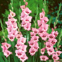 Gladiolus Wain & Mawar - 5 bebawang