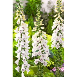 Vingerhoedskruid - wit - 1800 zaden - Digitalis purpurea