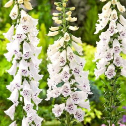 Vingerhoedskruid - wit - 1800 zaden - Digitalis purpurea