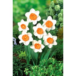 Narcis profesor Einstein - Narcisa Profesor Einstein - 5 lukovica - Narcissus