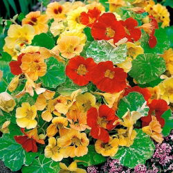 Nasturtium "Alaska" - benekli yaprakları ile düşük büyüyen çeşitleri - 24 tohum - Tropaeolum majus - tohumlar