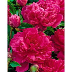 Paeonia, božur Felix Crouse - lukovica / gomolj / korijen