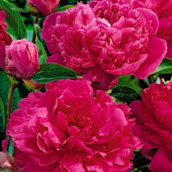 Paeonia, božur Felix Crouse - lukovica / gomolj / korijen