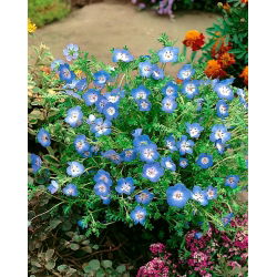 Prins gustafs öga - 500 frön - Nemophila manzies