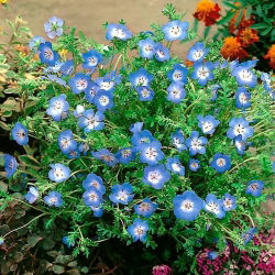 Prins gustafs öga - 500 frön - Nemophila manzies