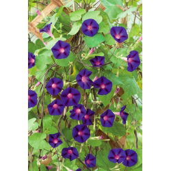Kerti hajnalka - Grandpa Ott's - 40 magok - Ipomea purpurea