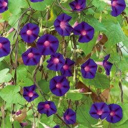 Kerti hajnalka - Grandpa Ott's - 40 magok - Ipomea purpurea